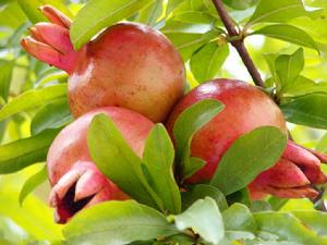 河陰石榴栽培技藝 河陰石榴栽培技藝