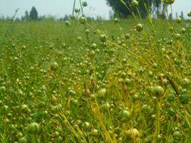 湟中胡麻 湟中胡麻