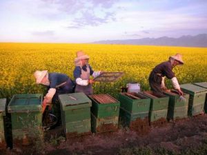 門源回族自治縣