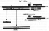 黍花葉病毒的基因組及其產物