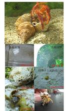 草莓寄居蟹[海洋動植物]