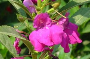 厚裂鳳仙花 厚裂鳳仙花