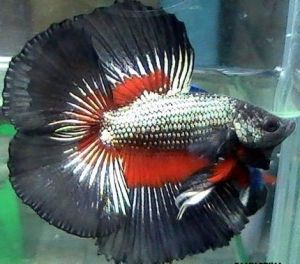 展示級鬥魚 展示級鬥魚