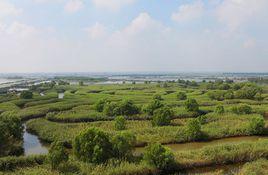 大縱湖蘆葦迷宮 大縱湖蘆葦迷宮