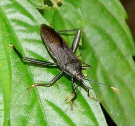 竹緣椿象 竹緣椿象