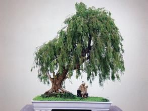 曲枝圓柏 曲枝圓柏