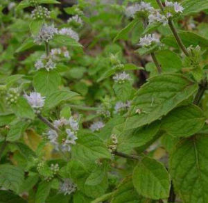 短錐香茶菜 短錐香茶菜