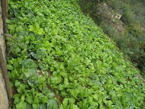 下坪子自然村蔬菜種植