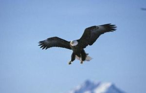 雄鷹在飛翔 雄鷹在飛翔