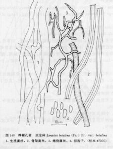 樺褶孔菌原變種 樺褶孔菌原變種