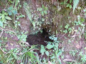 （圖）“象腳水”由來 