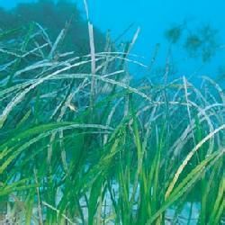 無柄隔離藻 無柄隔離藻