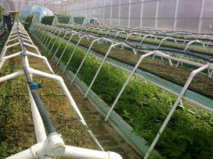 鄉土植物科普園 鄉土植物科普園