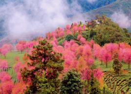 無量山櫻花谷 無量山櫻花谷