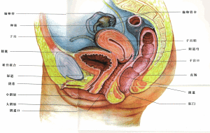 女子生殖系統豎面截圖