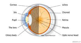 視功能最佳化訓練系統 視功能最佳化訓練系統