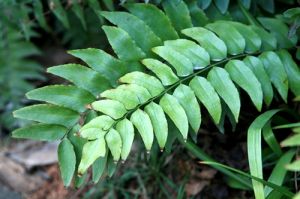 全緣貫眾 全緣貫眾