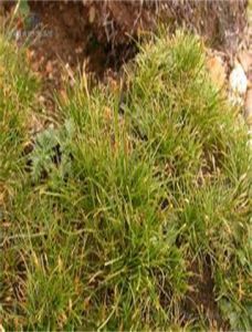 吉隆嵩草 吉隆嵩草