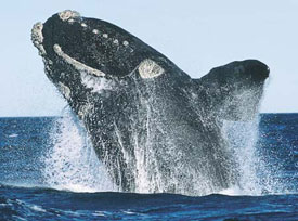北太平洋露脊鯨