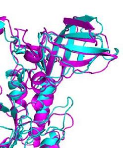 蛋白質的生物活性 蛋白質的生物活性