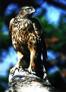 黃松峪國家級森林公園