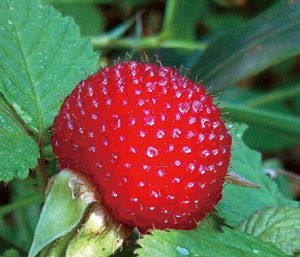 河口懸鉤子 河口懸鉤子