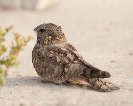 歐夜鷹疆北亞種 歐夜鷹疆北亞種