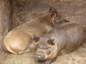 壩密河村委會倉房箐組生豬養殖1