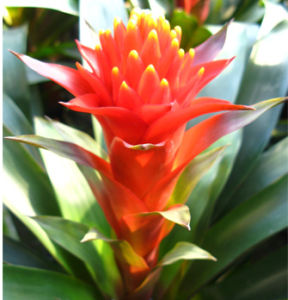 火炬鳳梨 火炬鳳梨