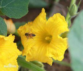 傳粉授精 傳粉授精