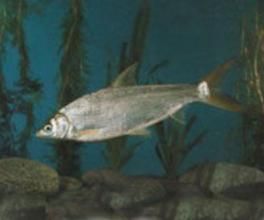 黃尾蜜鯝 黃尾蜜鯝