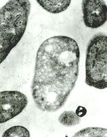 光能有機營養菌 光能有機營養菌