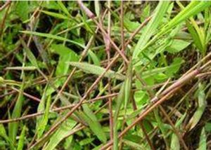 皺葉柳葉箬(變種) 皺葉柳葉箬(變種)