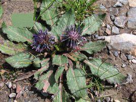 重齒風毛菊 重齒風毛菊