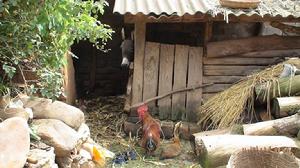 山後一組村-養殖業