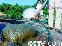 左海湖水怪 左海湖水怪