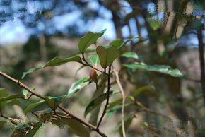 蔓胡頹子根 蔓胡頹子根