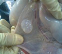 病羊體內的細頸囊尾蚴