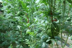 福運來西瓜 福運來西瓜