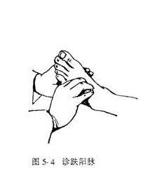 趺陽脈 趺陽脈