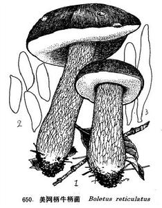 美網柄牛柄菌 美網柄牛柄菌