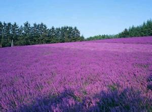 雲峰山薰衣草園