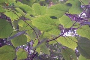 越南石梓 越南石梓