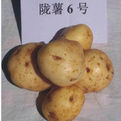 隴薯6號 隴薯6號