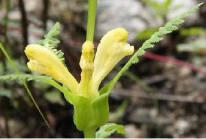 龍陵馬先蒿 龍陵馬先蒿