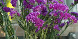 補血草屬 補血草屬