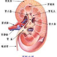 血管平滑肌脂肪瘤 血管平滑肌脂肪瘤
