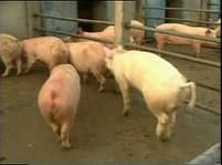 豬錳缺乏症 豬錳缺乏症