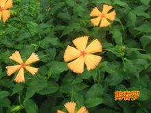 剪春羅[翁元廣的詩《剪春羅》]