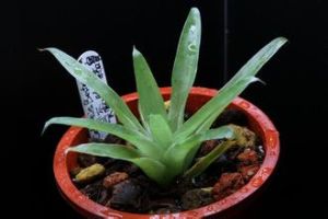 貝爾特羅嘉寶鳳梨 貝爾特羅嘉寶鳳梨